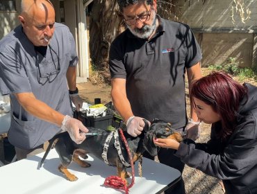 Trasladan a Los Andes operativo de vacunación a perros y gatos tras hallazgo de murciélago con rabia