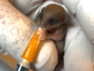 SAG alerta grave impacto de los incendios en la fauna silvestre de Biobío y Ñuble