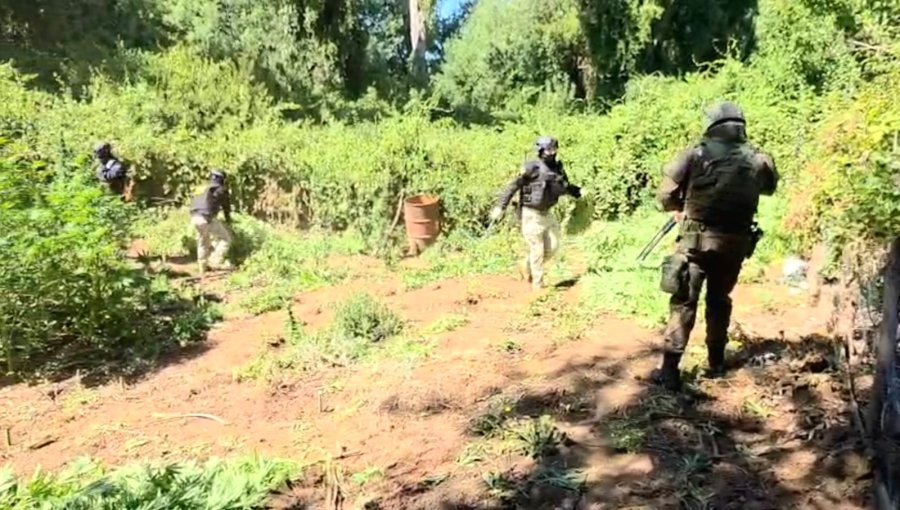 Despliegue de la PDI, Carabineros y el Ejército permite la incautación de una plantación de cannabis sativa en Ercilla