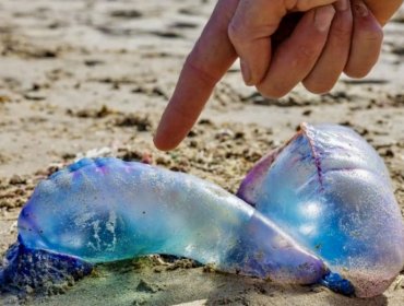 Seremi de Salud levanta restricción en playas de Cartagena, El Tabo y Santo Domingo por presencia de fragata portuguesa