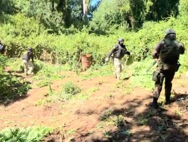 Despliegue de la PDI, Carabineros y el Ejército permite la incautación de una plantación de cannabis sativa en Ercilla