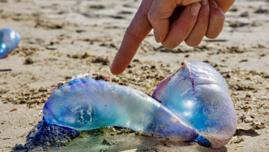 Seremi de Salud levanta restricción en playas de Cartagena, El Tabo y Santo Domingo por presencia de fragata portuguesa