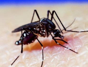 Minsal confirma detección de mosquito que transmite el dengue y la fiebre amarilla en el aeropuerto de Santiago