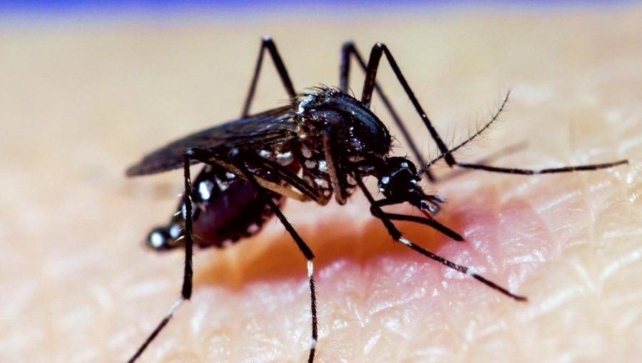 Minsal confirma detección de mosquito que transmite el dengue y la fiebre amarilla en el aeropuerto de Santiago