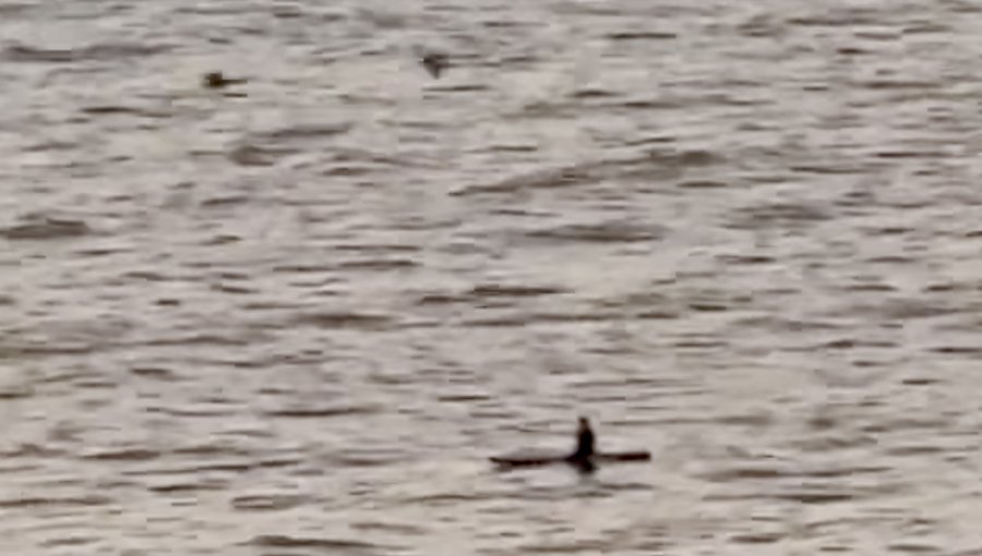 Reinician búsqueda de joven deportista desaparecido en la playa Amarilla de Concón