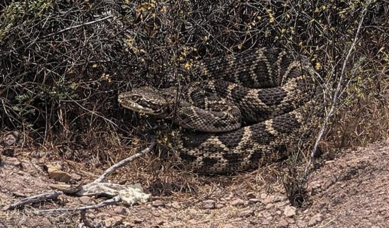 Reportan presencia de serpiente de cascabel en sector de San Juan en San Antonio: "No existen antídotos en Chile"