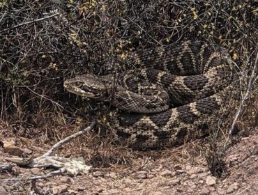 Reportan presencia de serpiente de cascabel en sector de San Juan en San Antonio: "No existen antídotos en Chile"
