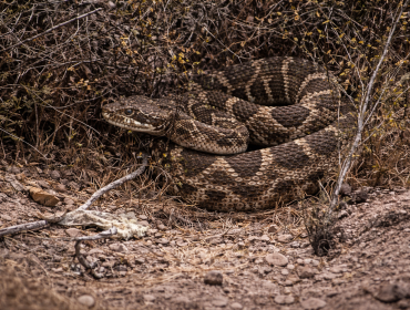 Falta de suero antiofídico intensifica alerta por serpiente de cascabel en San Antonio