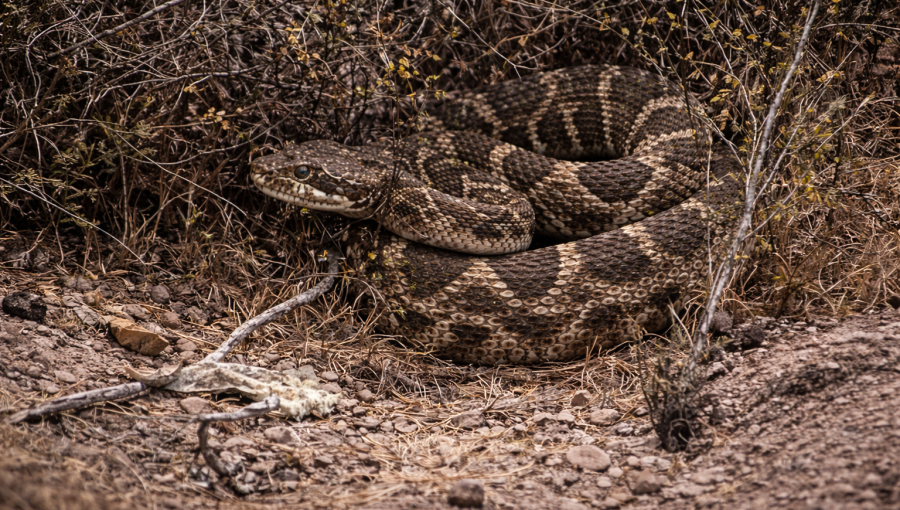 Falta de suero antiofídico intensifica alerta por serpiente de cascabel en San Antonio