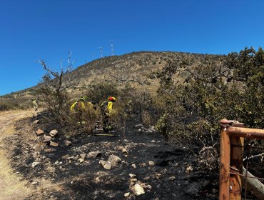 Detienen a sujeto que tras fumar cigarrillos habría iniciado incendio forestal que consumió 2.400 m2 en Papudo