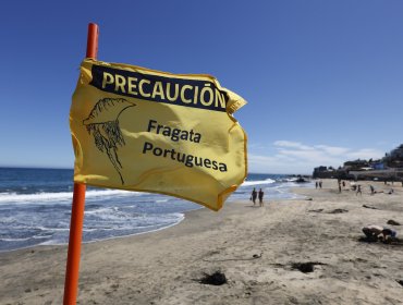 Playa Amarilla de Concón mantiene restricción: Seremi levanta prohibición de baño en El Quisco y actualiza estado regional por fragata portuguesa