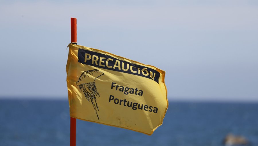 Detectan presencial de fragata portuguesa en sector costero de la región del Maule