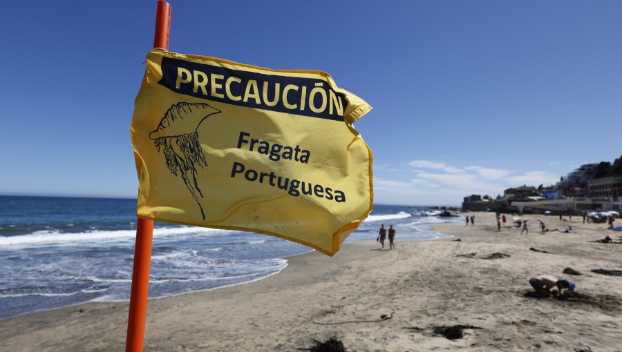 Playa Amarilla de Concón mantiene restricción: Seremi levanta prohibición de baño en El Quisco y actualiza estado regional por fragata portuguesa