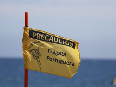 Detectan presencial de fragata portuguesa en sector costero de la región del Maule