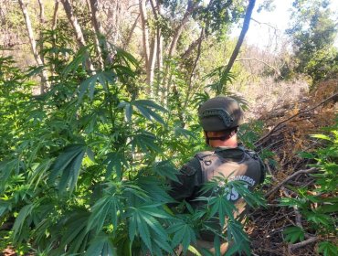 Más de 3 mil plantas de cannabis fueron decomisadas en el sector Quebrada las Carditas en Petorca