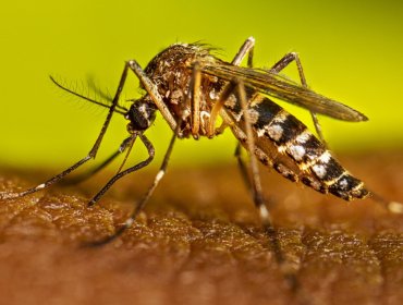 Minsal asegura que no hay casos autóctonos de dengue en Chile continental