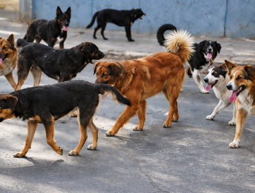 Brutal ataque de perros deja a menor en estado crítico en Punta Arenas
