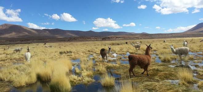 Región de Tarapacá: Senapred refuerza vigilancia por tormentas eléctricas y riesgo de remociones en masa