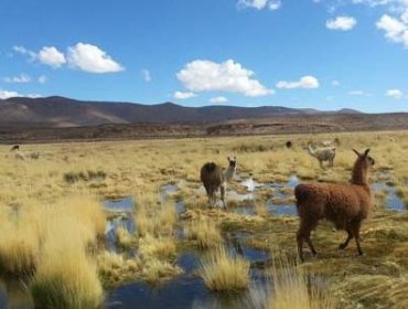 Región de Tarapacá: Senapred refuerza vigilancia por tormentas eléctricas y riesgo de remociones en masa