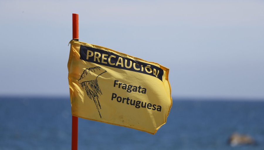 Prohíben el baño y actividades recreativas en cuatro playas de Santo Domingo por presencia de fragata portuguesa