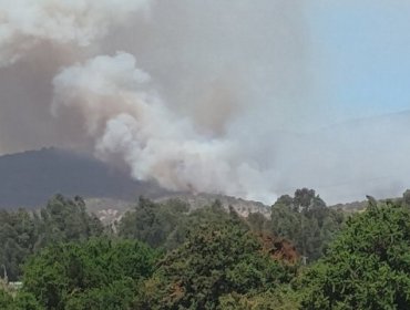 Declaran Alerta Roja para Puchuncaví por incendio forestal cercano a sectores poblados