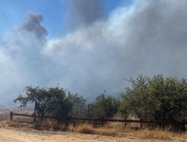 Cancelan la Alerta Roja en Limache tras control de incendio forestal que consumió más de 1.5 hectáreas