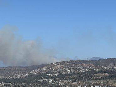 Incendio forestal afecta al sector del Fuerte Aguayo en Viña del Mar: Bomberos llamó a "no acercarse al lugar"