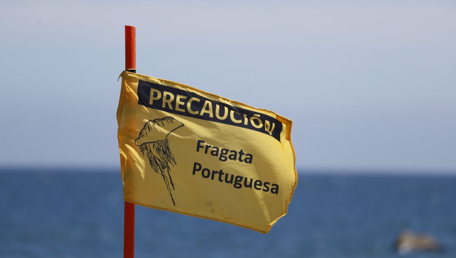 Levantan prohibición de baño y actividades recreativas en playas de Santo Domingo por presencia de fragata portuguesa