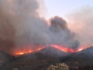 Logran contener parte del avance del incendio forestal en el Fuerte Aguayo en Viña del Mar: 140 hectáreas ya han sido consumidas