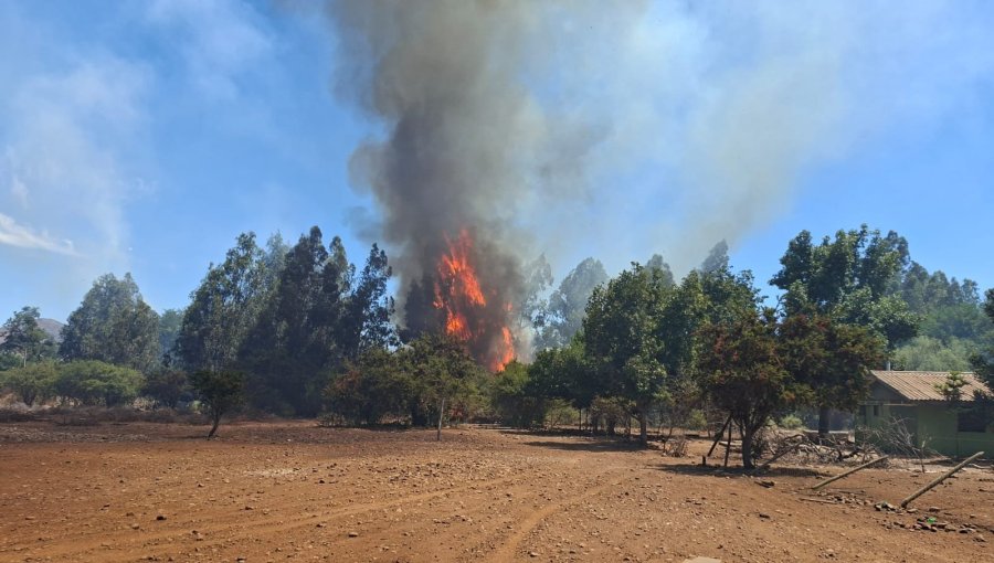 Bomberos y personal de Conaf combaten incendio forestal en el sector La Peña en Nogales
