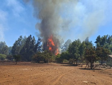 Bomberos y personal de Conaf combaten incendio forestal en el sector La Peña en Nogales