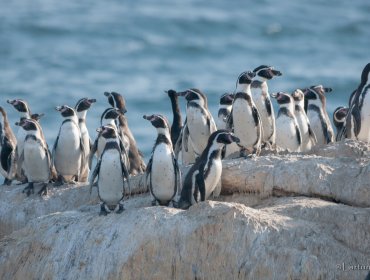 Declaran monumento natural al pingüino de Humboldt en todo Chile