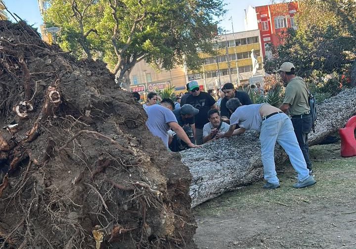 Una persona fallecida y otra con lesiones de gravedad deja caída de árbol de grandes proporciones en el Parque Italia de Valparaíso