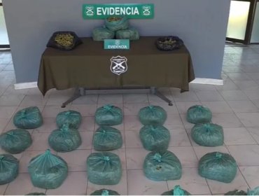 Incautan más de 24 kilos de marihuana elaborada tras volcamiento de vehículo en San Felipe
