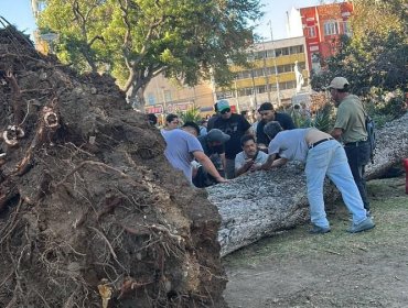 Una persona fallecida y otra con lesiones de gravedad deja caída de árbol de grandes proporciones en el Parque Italia de Valparaíso