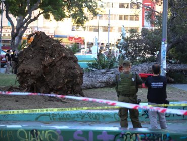 Víctima de fatal accidente en Valparaíso se encontraba en una banca cuando cayó árbol: un skater sufrió fracturas