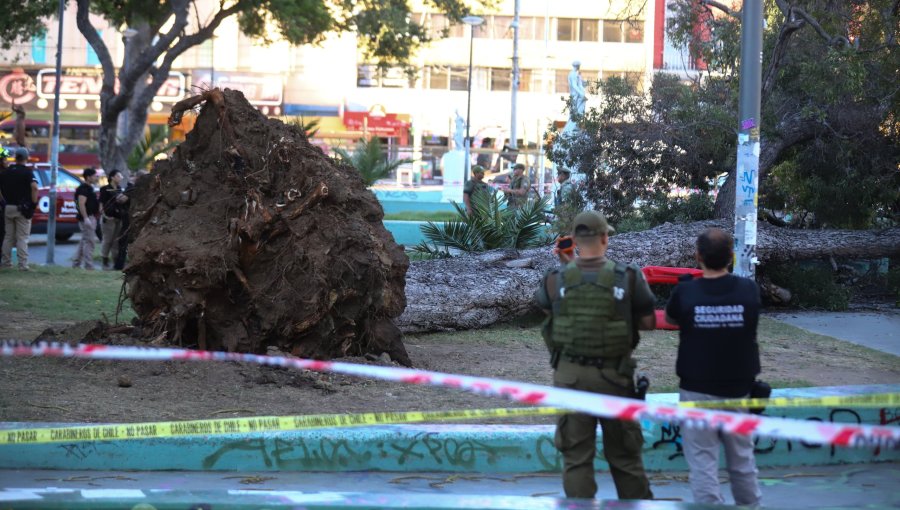 Víctima de fatal accidente en Valparaíso se encontraba en una banca cuando cayó árbol: un skater sufrió fracturas