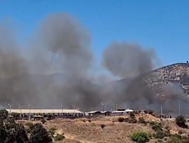 Incendio forestal en Villa Alemana se encuentra "parcialmente contenido": 0,5 hectáreas han sido consumidas