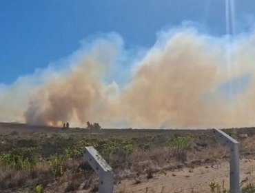 Cancelan la Alerta Amarilla para Quintero tras control de incendio forestal que consumió 8.5 hectáreas