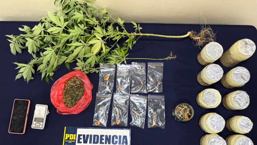 PDI desbarata venta de hongos alucinógenos en balnearios de la zona central