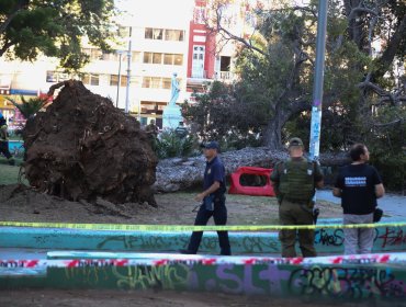 Informe de 2024 alertaba sobre riesgo de árboles en mal estado en Valparaíso