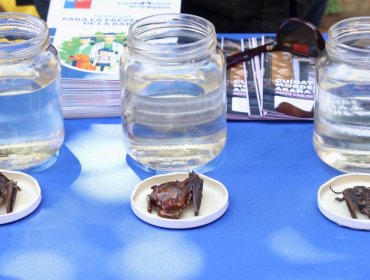 Confirman caso de rabia en murciélago hallado en Frutillar Bajo y activan protocolo sanitario en la Región de Los Lagos