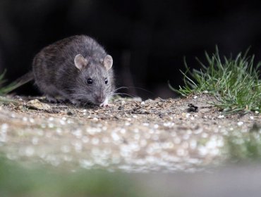 Seremi de Salud refuerza medidas preventivas por Hantavirus tras fallecimiento de un hombre en la región de Valparaíso