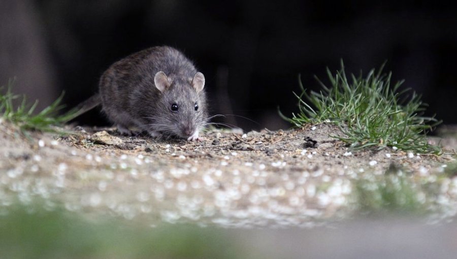 Seremi de Salud refuerza medidas preventivas por Hantavirus tras fallecimiento de un hombre en la región de Valparaíso