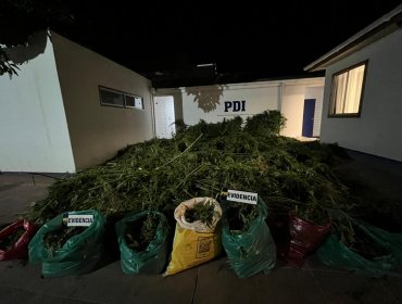 Operativo policial permite incautar 900 plantas de marihuana en predio agrícola de Quillota