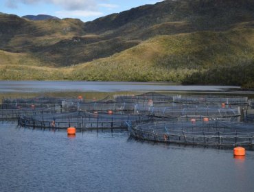 Superintendencia del Medio Ambiente notifica a 263 centros salmoneros por control preventivo de producción