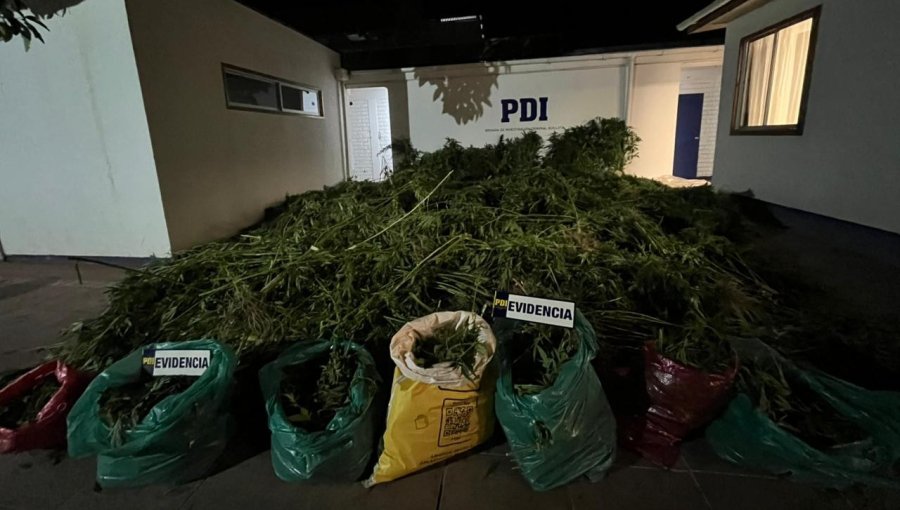 Operativo policial permite incautar 900 plantas de marihuana en predio agrícola de Quillota
