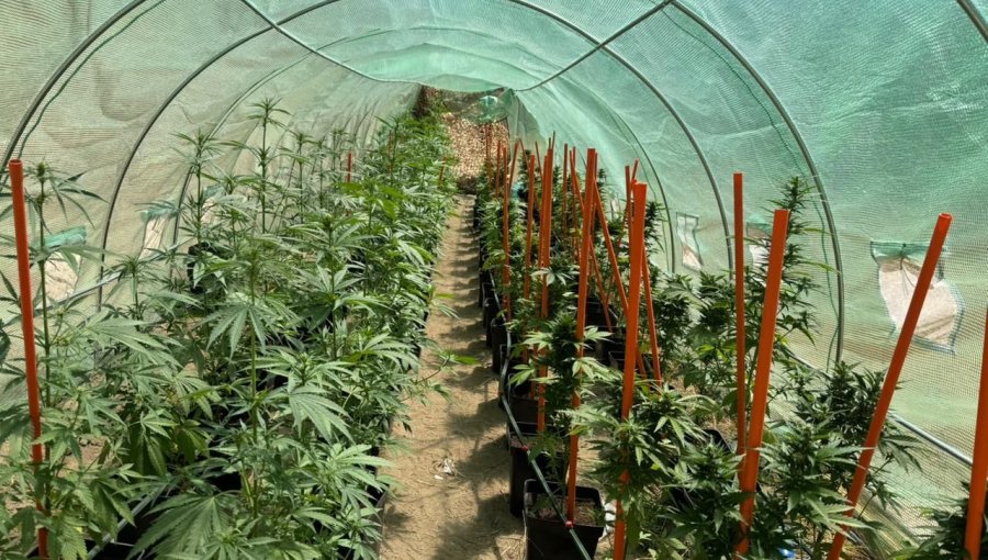 Detectan cultivo ilegal de cannabis en parcela de Santo Domingo: incautan 88 plantas