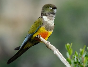 Histórico regreso del loro tricahue: detectan nidificación en el Parque Nacional Río Clarillo