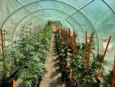 Detectan cultivo ilegal de cannabis en parcela de Santo Domingo: incautan 88 plantas